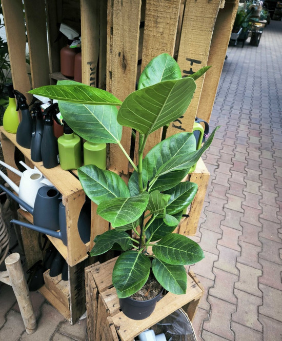 Fíkus, Ficus elastica Altissima, průměr květináče 17 cm-27795