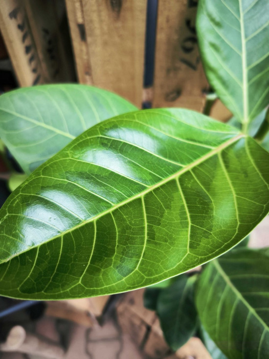 Fíkus, Ficus elastica Altissima, průměr květináče 17 cm-27796