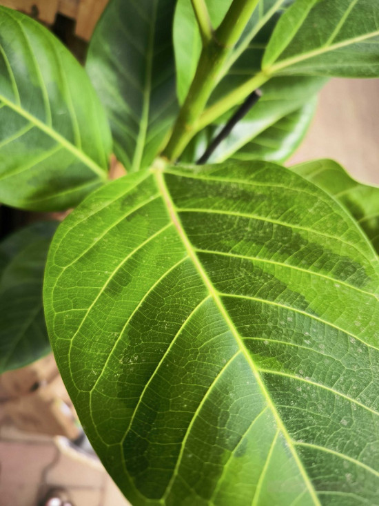 Fíkus, Ficus elastica Altissima, průměr květináče 17 cm-27797
