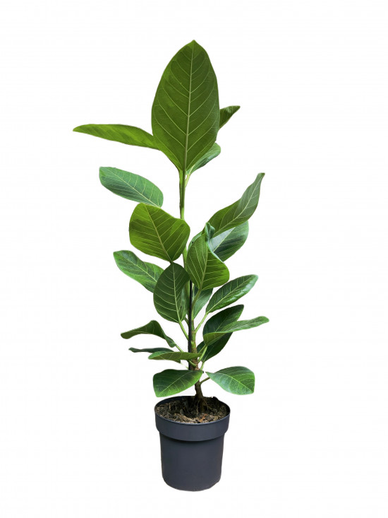Fíkus, Ficus elastica Altissima, průměr květináče 17 cm