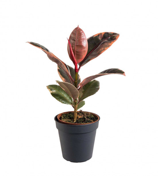 Fíkus, Ficus elastica Belize, průměr květináče 12 cm