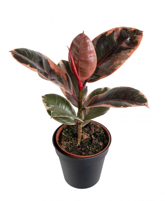Fíkus, Ficus elastica Belize, průměr květináče 12 cm-24542