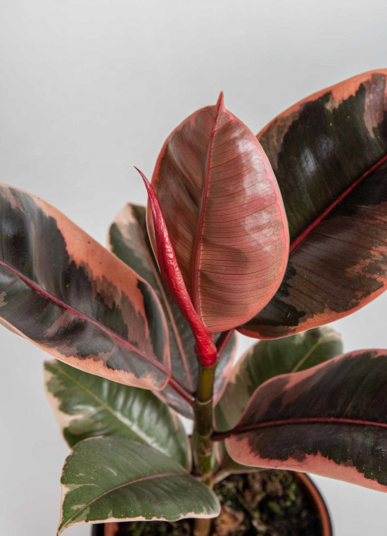 Fíkus, Ficus elastica Belize, průměr květináče 12 cm-24543