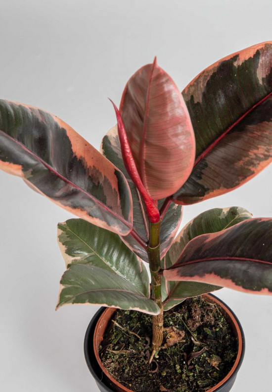 Fíkus, Ficus elastica Belize, průměr květináče 12 cm-24544