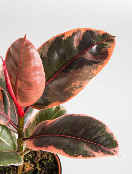 Fíkus, Ficus elastica Belize, průměr květináče 12 cm-24545