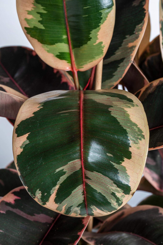 Fíkus, Ficus elastica Belize, průměr květináče 24 cm-23356