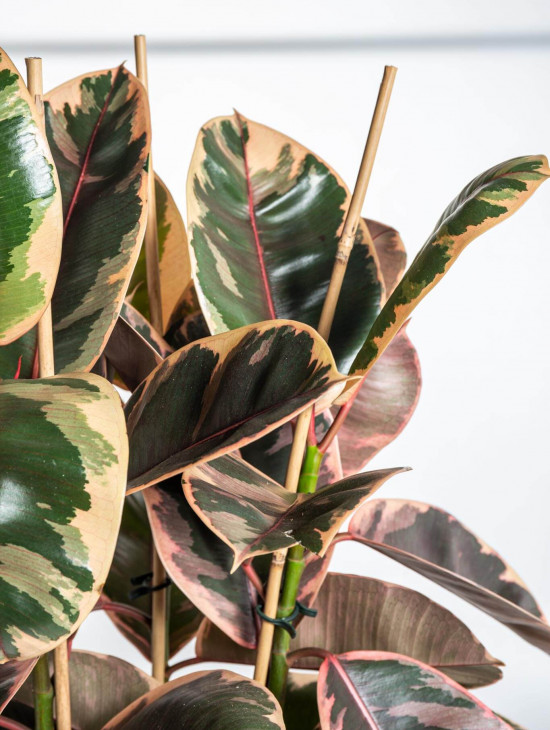 Fíkus, Ficus elastica Belize, průměr květináče 24 cm-23357