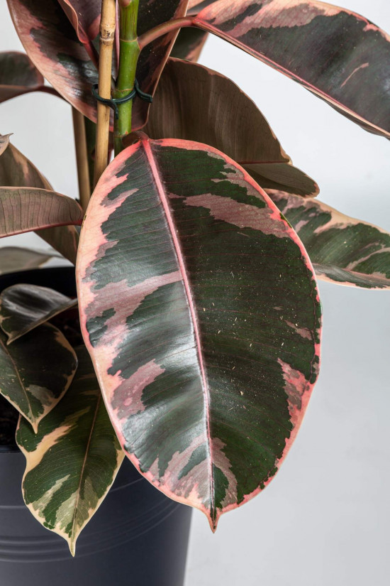 Fíkus, Ficus elastica Belize, průměr květináče 24 cm-23358