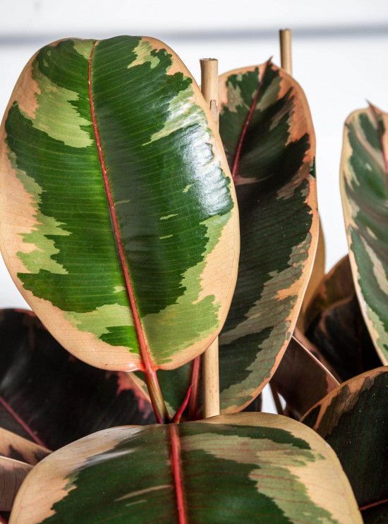 Fíkus, Ficus elastica Belize, průměr květináče 24 cm-23360