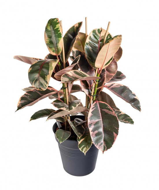 Fíkus, Ficus elastica Belize, průměr květináče 24 cm-23361