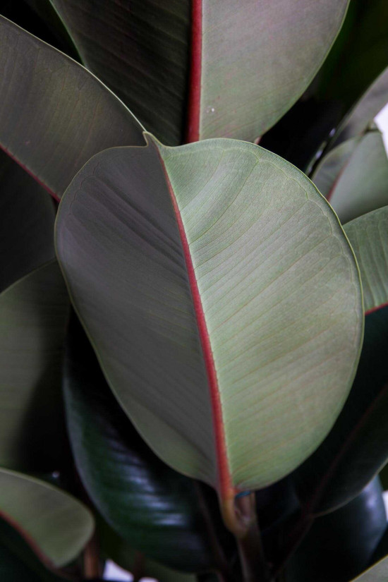 Fíkus, Ficus elastica Melany, průměr květináče 27 cm-25807