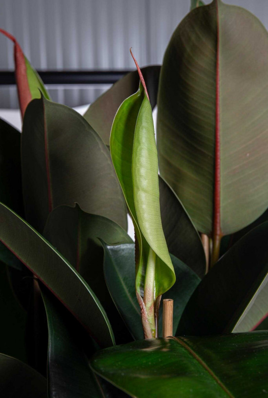 Fíkus, Ficus elastica Melany, průměr květináče 27 cm-25808