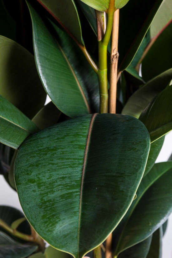Fíkus, Ficus elastica Melany, průměr květináče 27 cm-25809