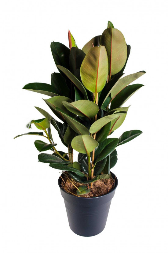 Fíkus, Ficus elastica Melany, průměr květináče 27 cm-25810