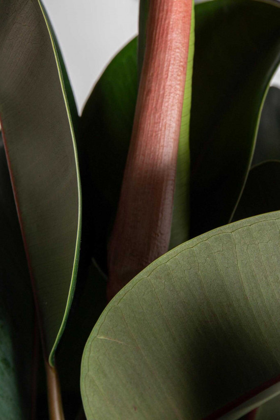 Fíkus, Ficus elastica Melany, průměr květináče 27 cm-25811