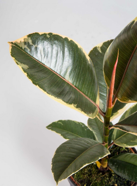Fíkus, Ficus elastica Tineke, průměr květináče 12 cm-24547