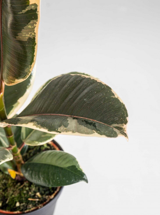 Fíkus, Ficus elastica Tineke, průměr květináče 12 cm-24548