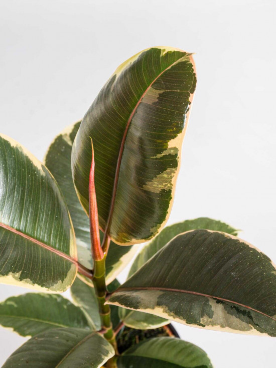 Fíkus, Ficus elastica Tineke, průměr květináče 12 cm-24549