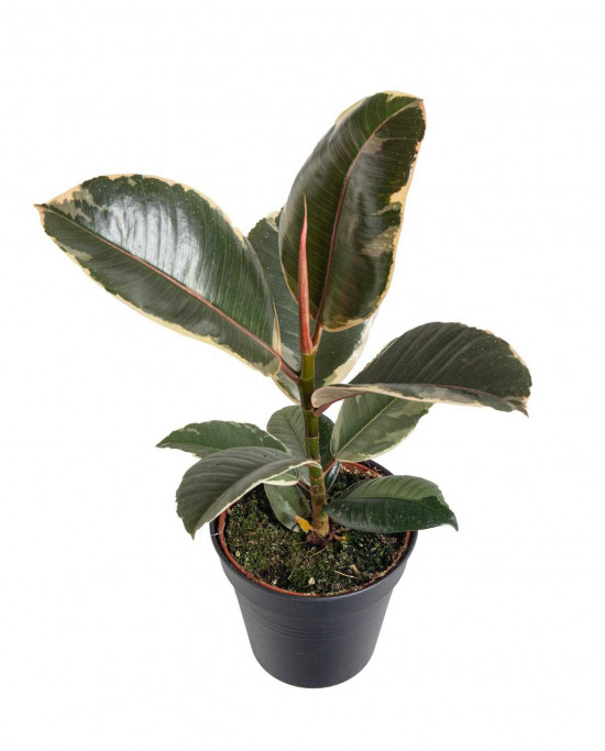 Fíkus, Ficus elastica Tineke, průměr květináče 12 cm-24550