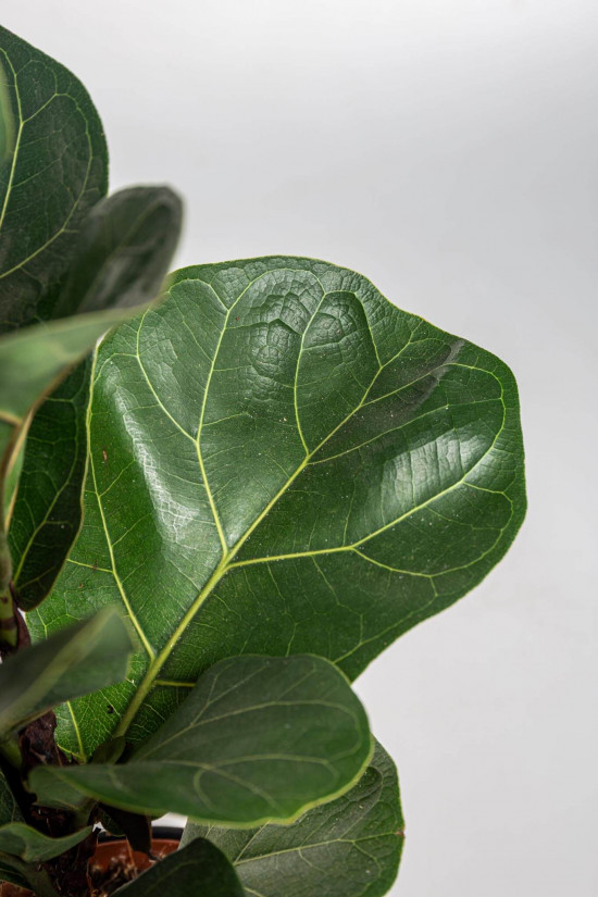 Fíkus, Ficus lyrata Bambino, průměr květináče 12 cm-23466