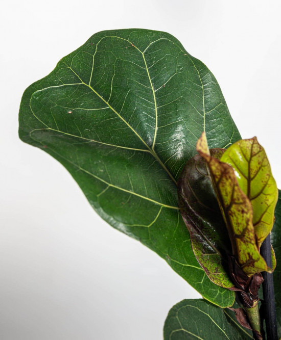 Fíkus, Ficus lyrata Bambino, průměr květináče 12 cm-23467