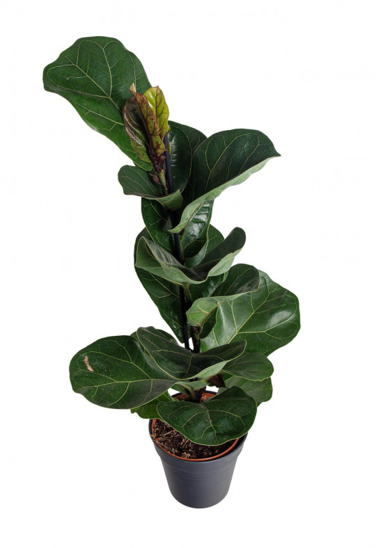 Fíkus, Ficus lyrata Bambino, průměr květináče 12 cm-23468