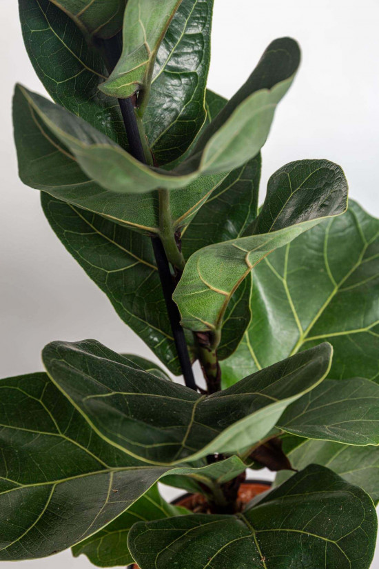 Fíkus, Ficus lyrata Bambino, průměr květináče 12 cm-23469