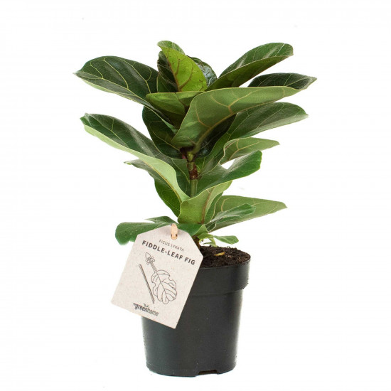 Fíkus, Ficus lyrata, průměr květináče 11 cm