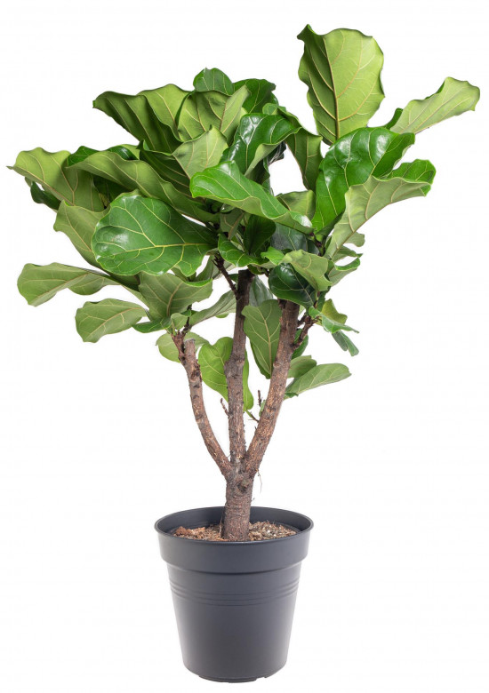 Fíkus, Ficus lyrata, průměr květináče 27 cm
