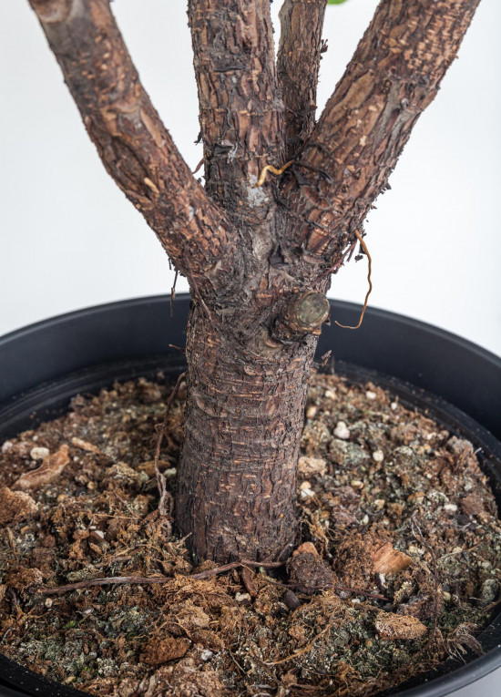 Fíkus, Ficus lyrata, průměr květináče 27 cm-12226