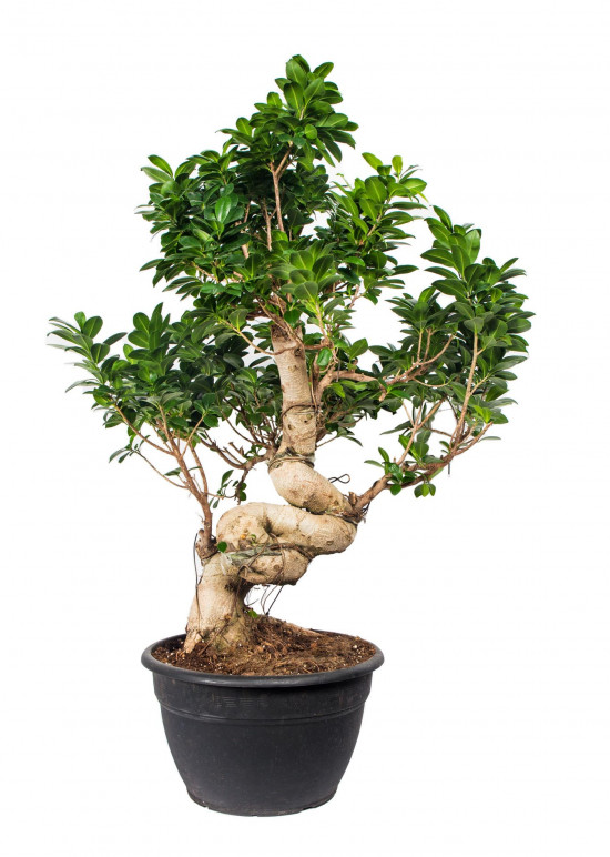 Fíkus, Ficus microcarpa, bonsaj Ginseng, průměr květináče 35 cm-18278
