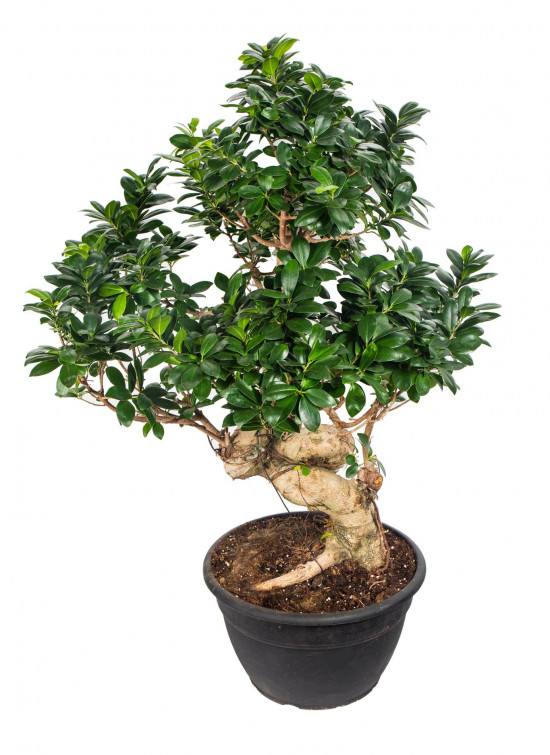 Fíkus, Ficus microcarpa, bonsaj Ginseng, průměr květináče 35 cm-18279