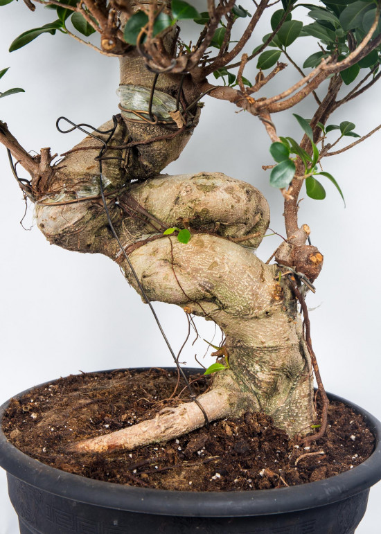 Fíkus, Ficus microcarpa, bonsaj Ginseng, průměr květináče 35 cm-18281