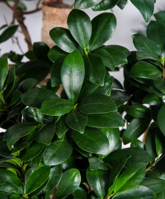 Fíkus, Ficus microcarpa, bonsaj Ginseng, průměr květináče 35 cm-18283