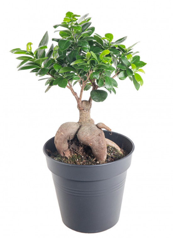 Fíkus, Ficus microcarpa, bonsaj, průměr květináče 16 - 17 cm