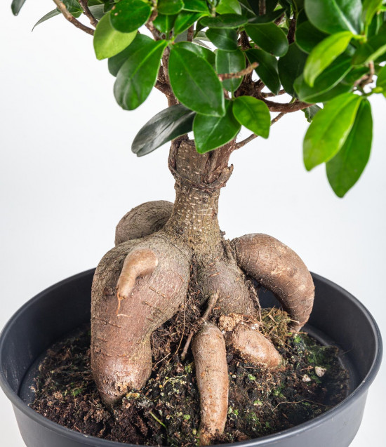 Fíkus, Ficus microcarpa, bonsaj, průměr květináče 16 - 17 cm-12229