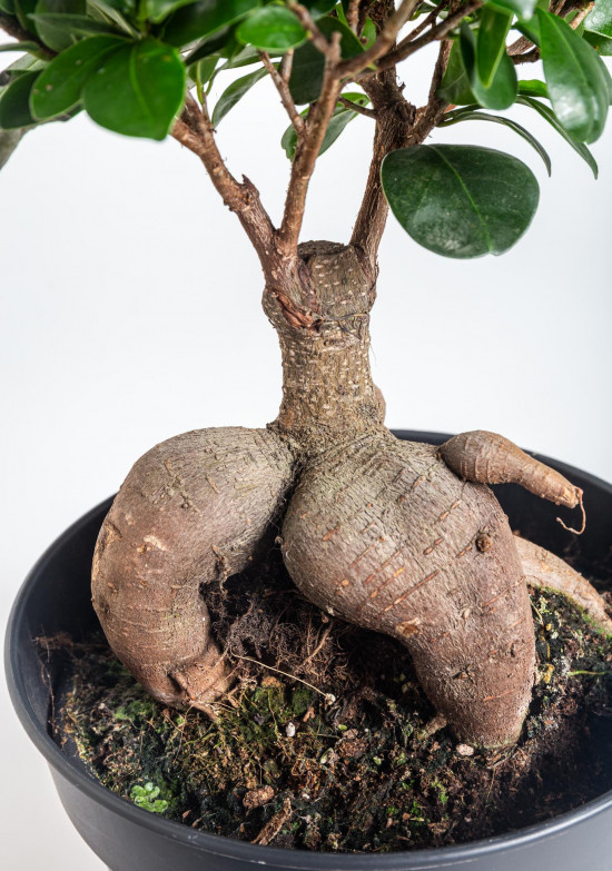 Fíkus, Ficus microcarpa, bonsaj, průměr květináče 16 - 17 cm-12230