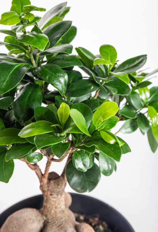 Fíkus, Ficus microcarpa, bonsaj, průměr květináče 16 - 17 cm-12231