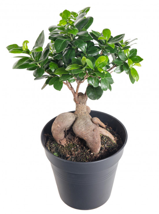Fíkus, Ficus microcarpa, bonsaj, průměr květináče 16 - 17 cm-12232