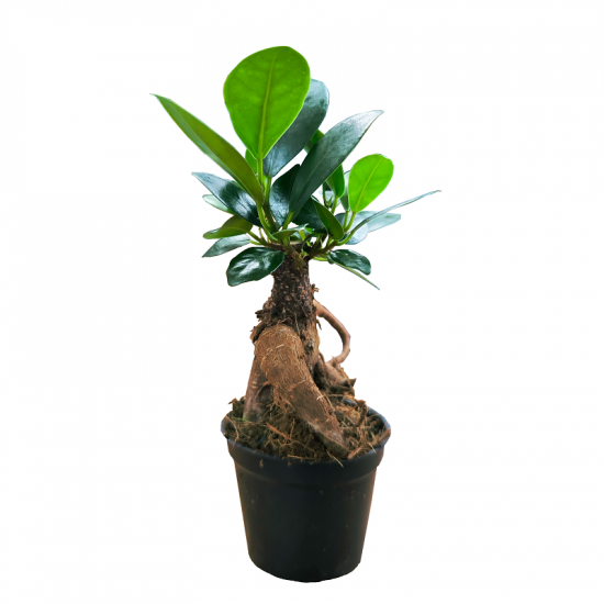 Fíkus, Ficus microcarpa Ginseng, bonsaj, průměr květináče 6 cm