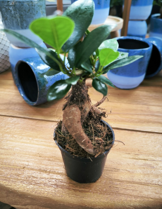 Fíkus, Ficus microcarpa Ginseng, bonsaj, průměr květináče 6 cm-28974