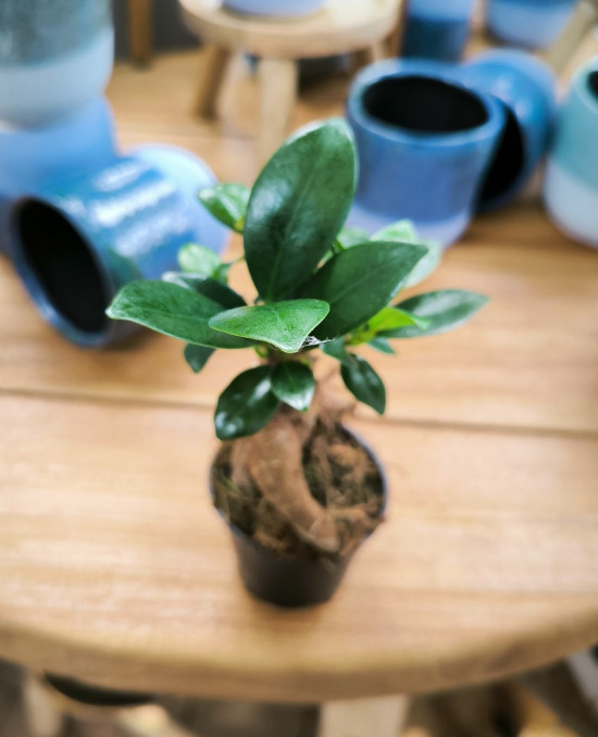 Fíkus, Ficus microcarpa Ginseng, bonsaj, průměr květináče 6 cm-28975