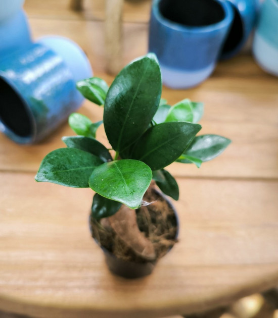 Fíkus, Ficus microcarpa Ginseng, bonsaj, průměr květináče 6 cm-28976