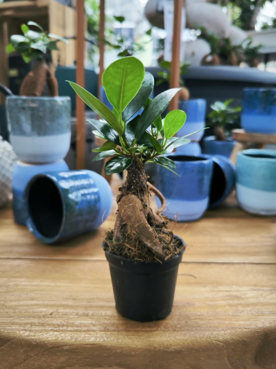 Fíkus, Ficus microcarpa Ginseng, bonsaj, průměr květináče 6 cm-28977