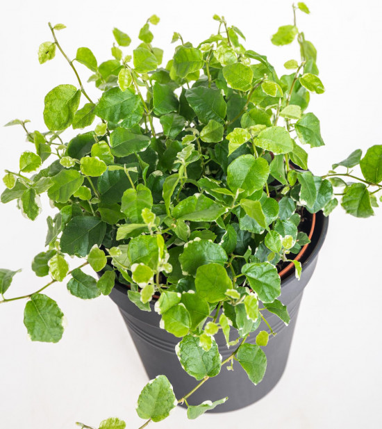 Fíkus plazivý, Ficus pumila White Sunny, průměr květináče 12 cm-17434