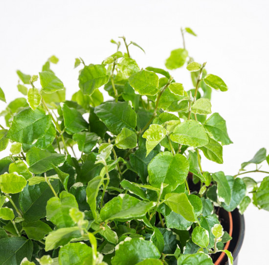 Fíkus plazivý, Ficus pumila White Sunny, průměr květináče 12 cm-17435