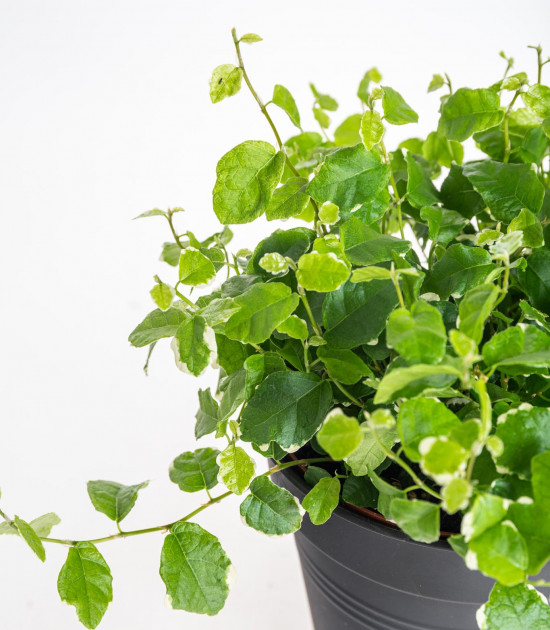 Fíkus plazivý, Ficus pumila White Sunny, průměr květináče 12 cm-17437