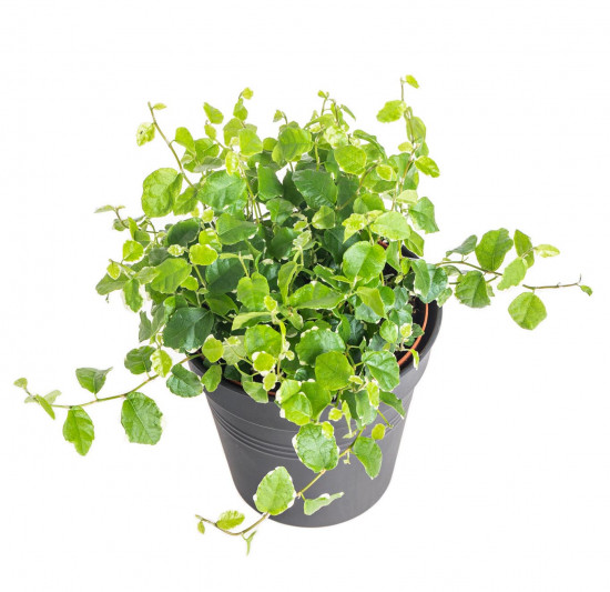 Fíkus plazivý, Ficus pumila White Sunny, průměr květináče 12 cm-17438