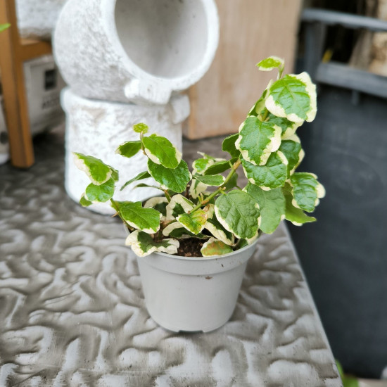 Fíkus plazivý, Ficus pumila White Sunny, průměr květináče 6 cm