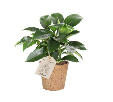 Filodendron, Philodendron Green Princess, průměr květináče 11 cm-28225